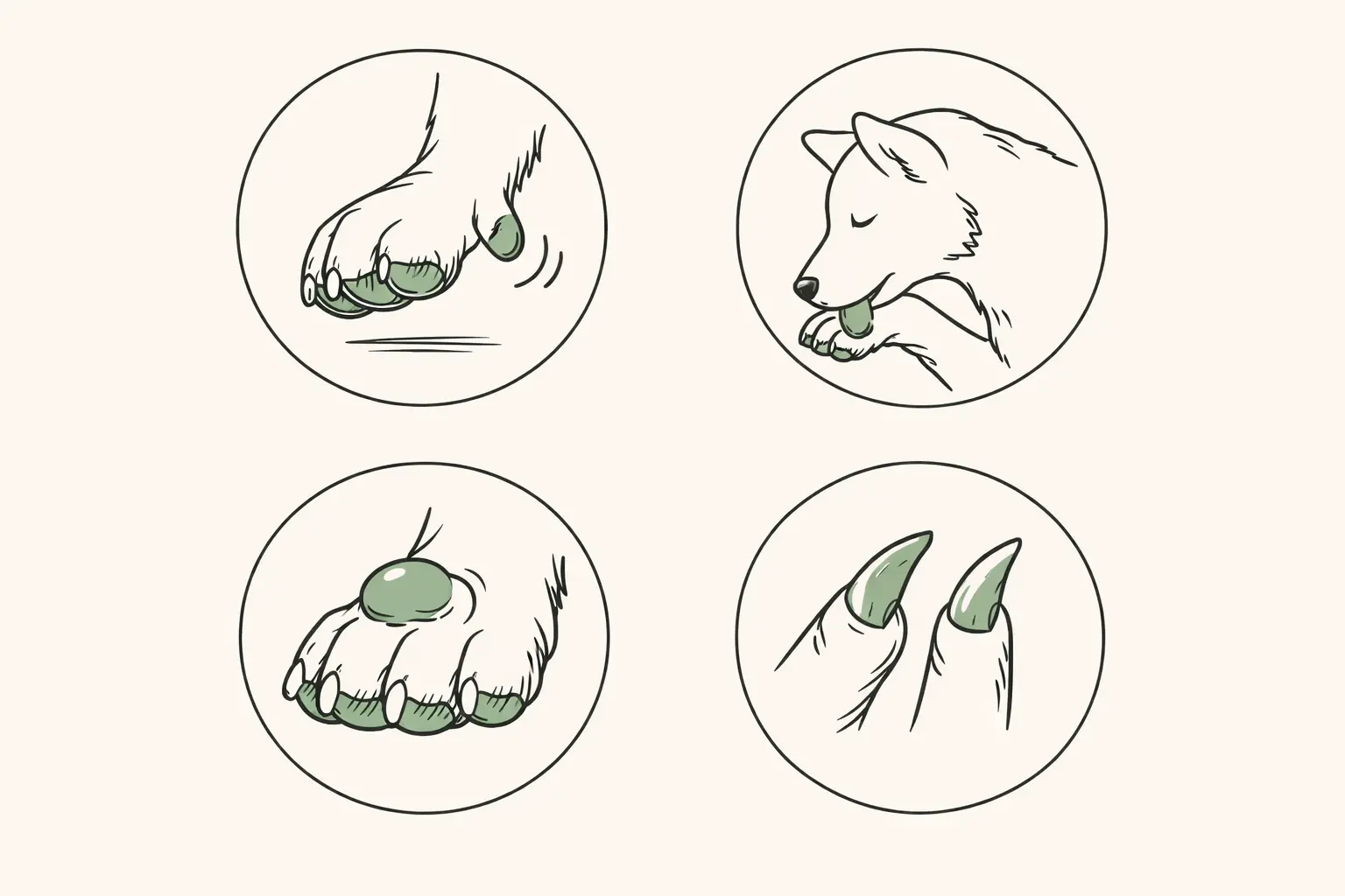 Illustrated checklist of warning signs of a dog dew claw injury